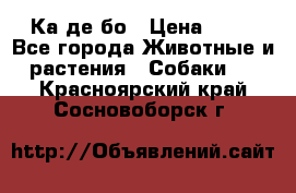 Ка де бо › Цена ­ 25 - Все города Животные и растения » Собаки   . Красноярский край,Сосновоборск г.